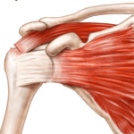 Peut-on travailler avec une rupture du tendon supra épineux : ce qu’il faut savoir